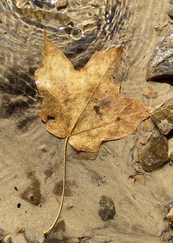 Competition entry: Underwater Leaf