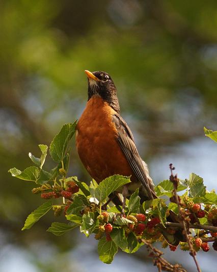 Competition entry: Alert Robin