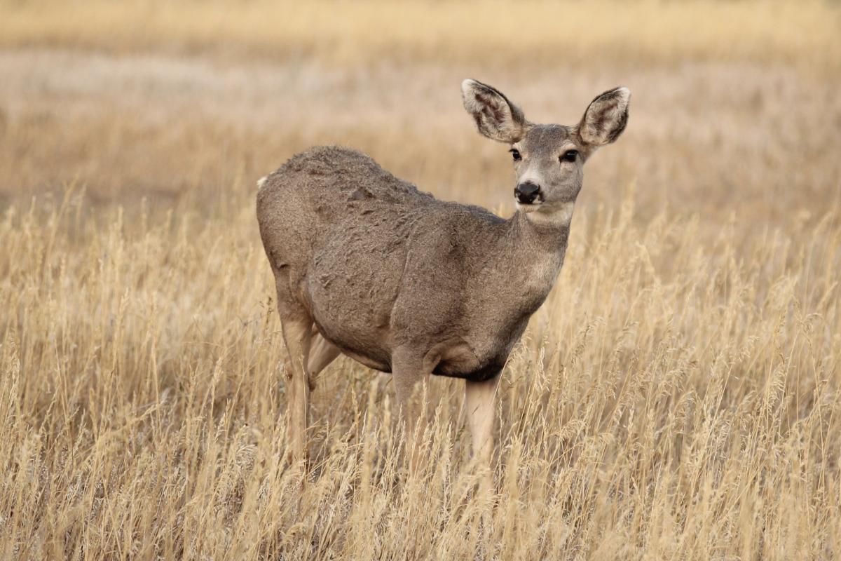 Competition entry: Colorado Muledeer