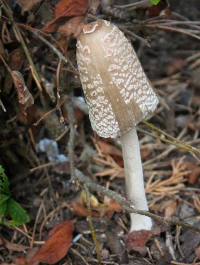 Competition entry: Wild Mushroom