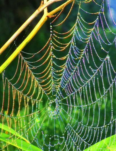 Competition entry: Rainbow Web