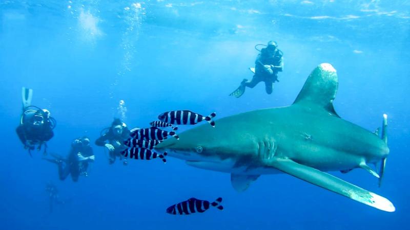 White Tip, Shark, Red Sea