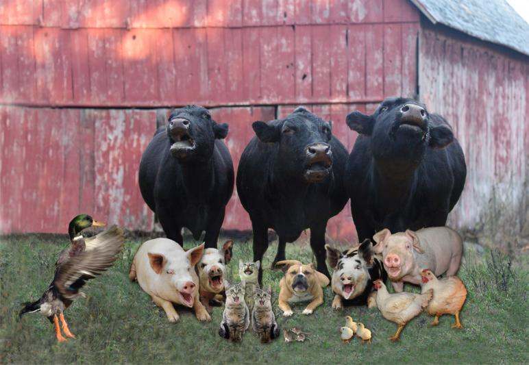 Competition entry: Barnyard Chorus