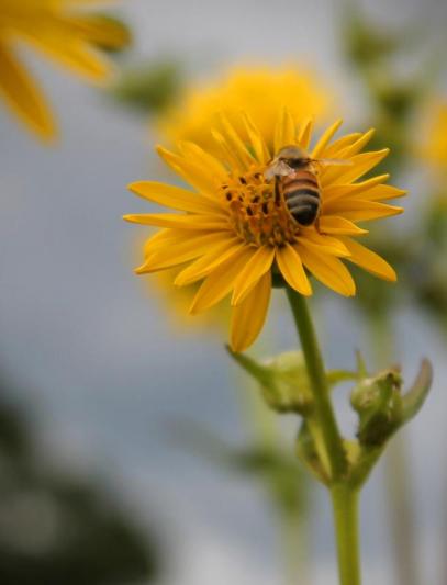 Competition entry: Bee on Flower #2