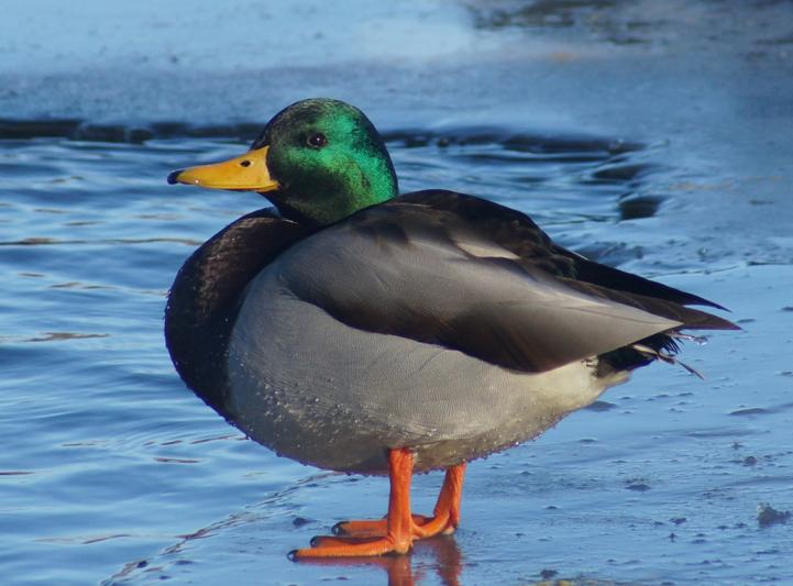 Competition entry: Fat Mallard