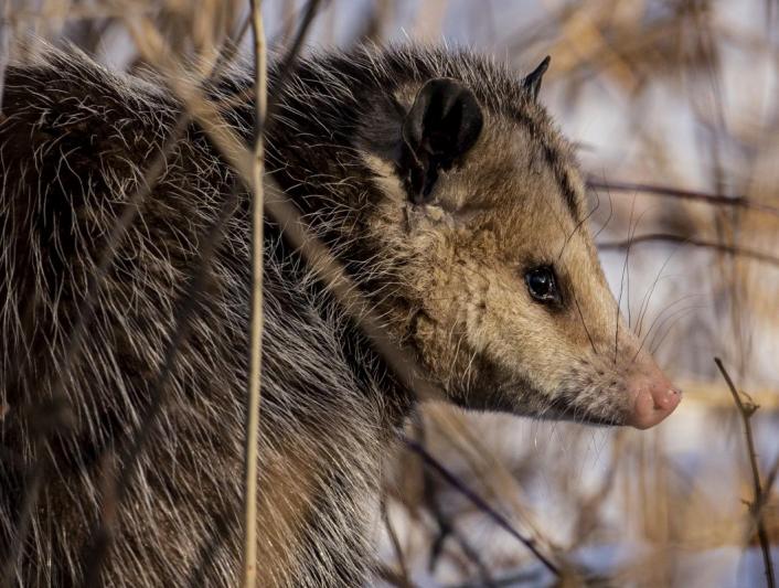 Competition entry: Posing Possum