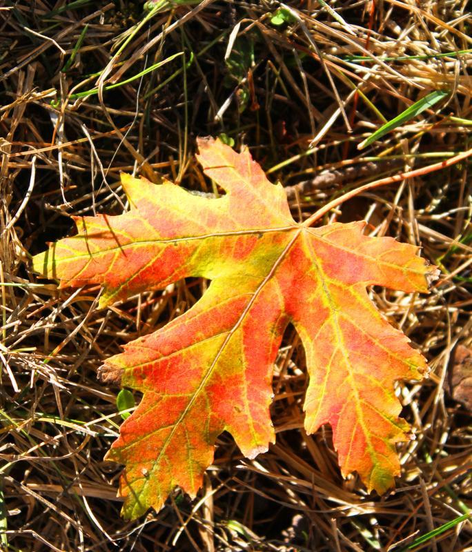 Competition entry: Tricolor Leaf