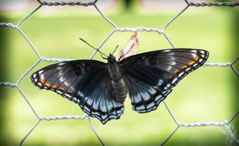 Competition entry: Freshly hatched Butterfly