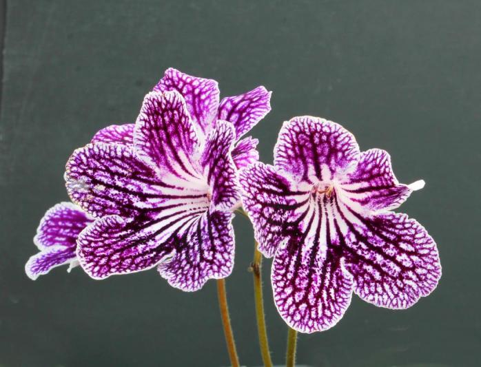 Competition entry: Streptocarpus