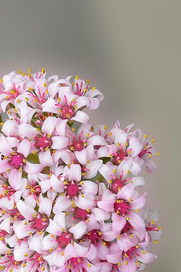 Competition entry: Flowering at the greenhouse