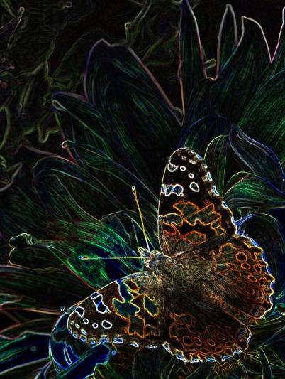 Competition entry: My "Painted Lady" Butterfly