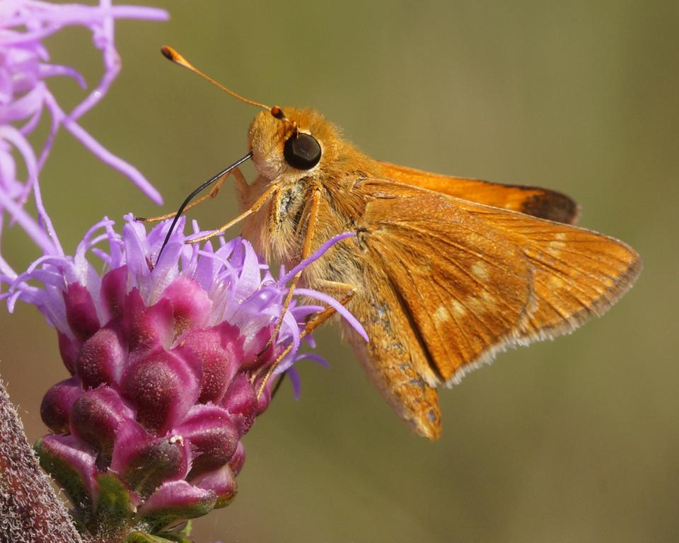 Competition entry: Leonard's Skipper