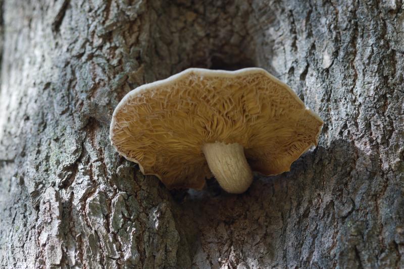 Competition entry: Underside of a Pheasant Back Mushroom