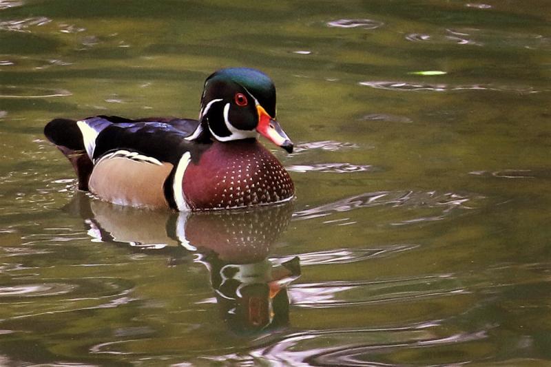 Competition entry: Wood Duck