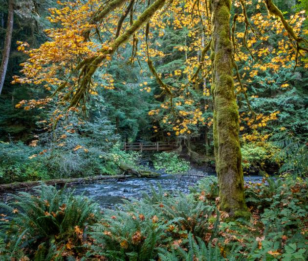 Competition entry: River through the Rainforest