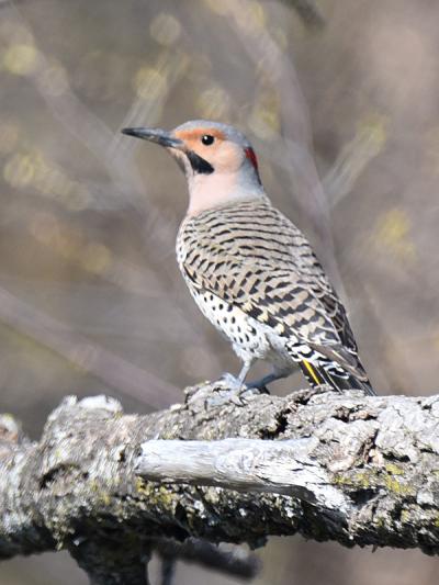 Competition entry: Northern Flicker