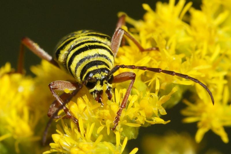 Competition entry: Locust Borer