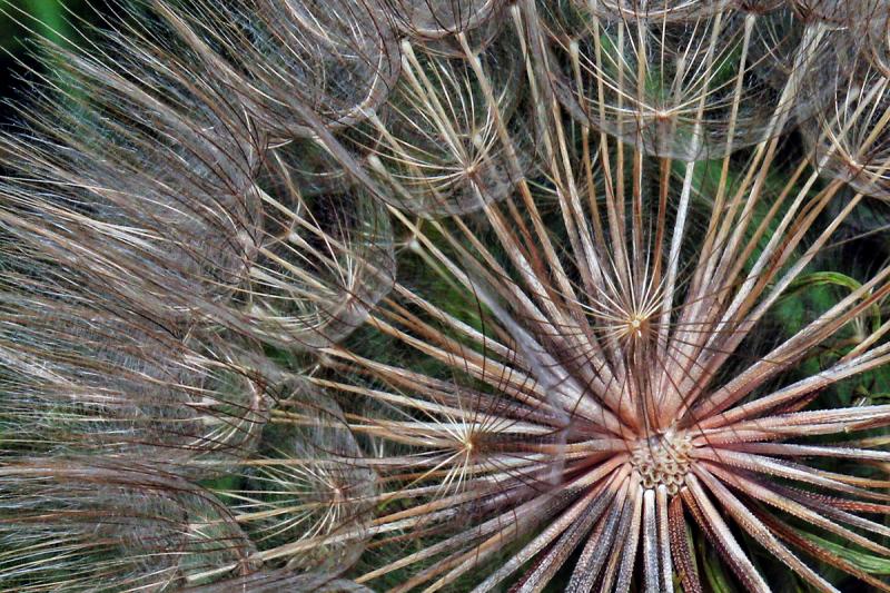 Competition entry: Meadow Goat's Beard