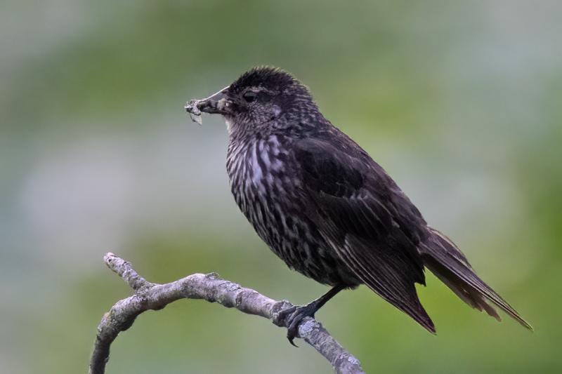 Grey bird perched on a branch eating a bug.