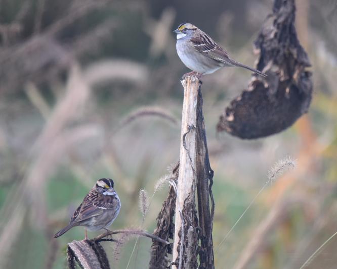 Competition entry: Autumn Pair