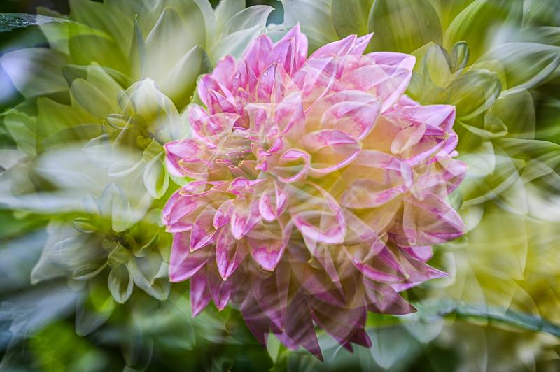 Dahlia, Flowers