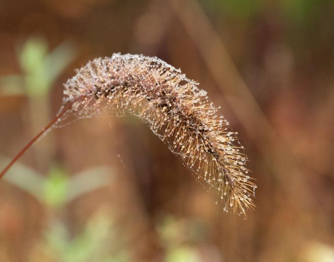 Competition entry: Jeweled Grass