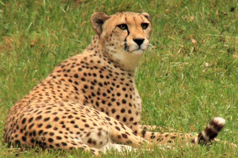 Cheetah