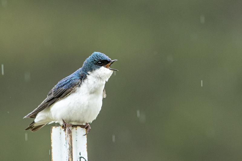 Competition entry: singing in the rain