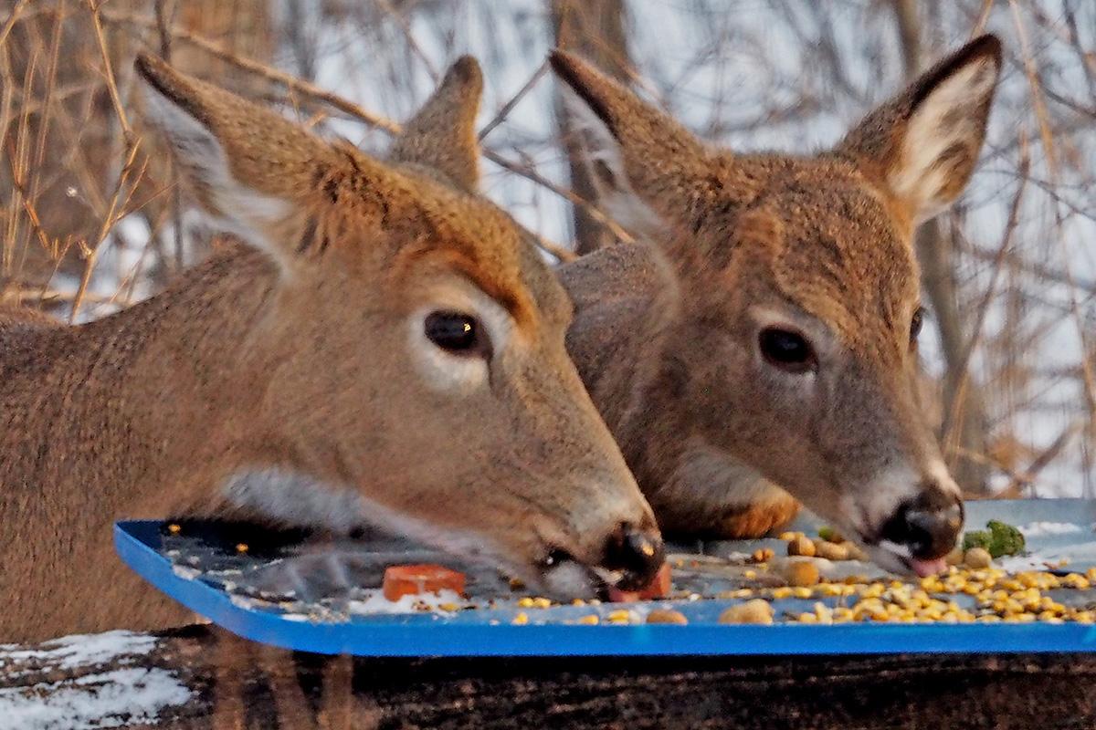 Competition entry: Two for Lunch?