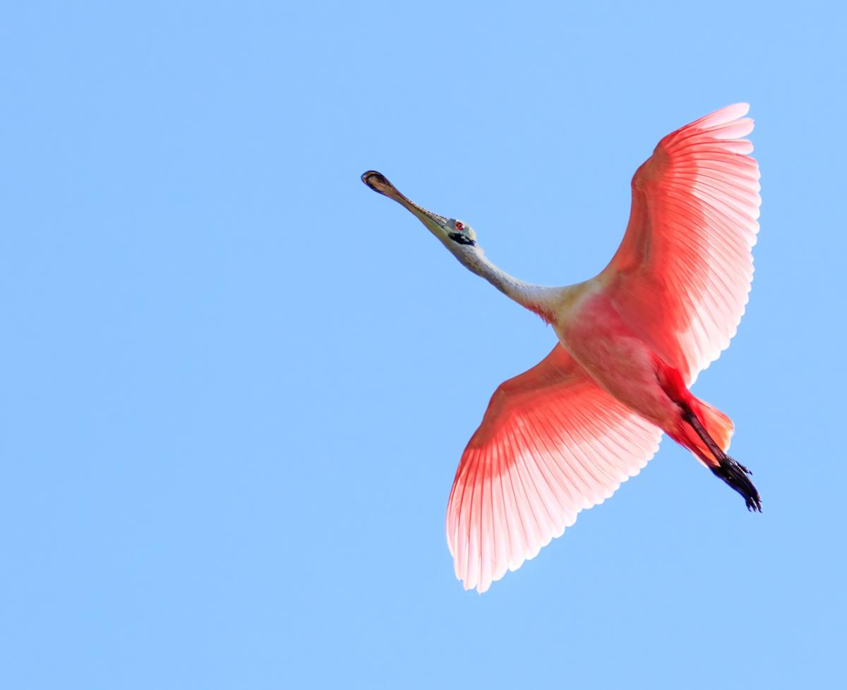 Competition entry: Flight Of Roseate Spoonbill