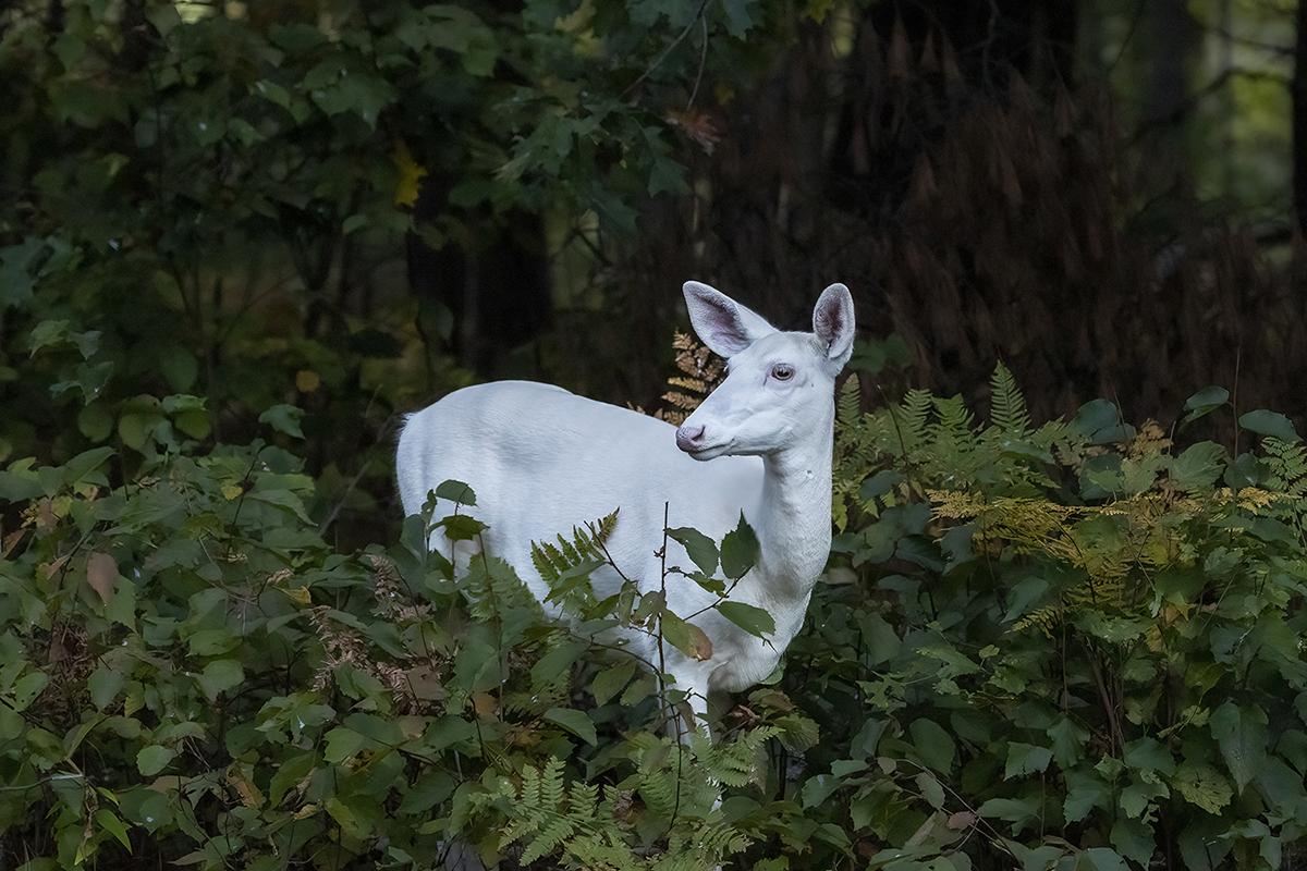 Competition entry: Ghost of the forest