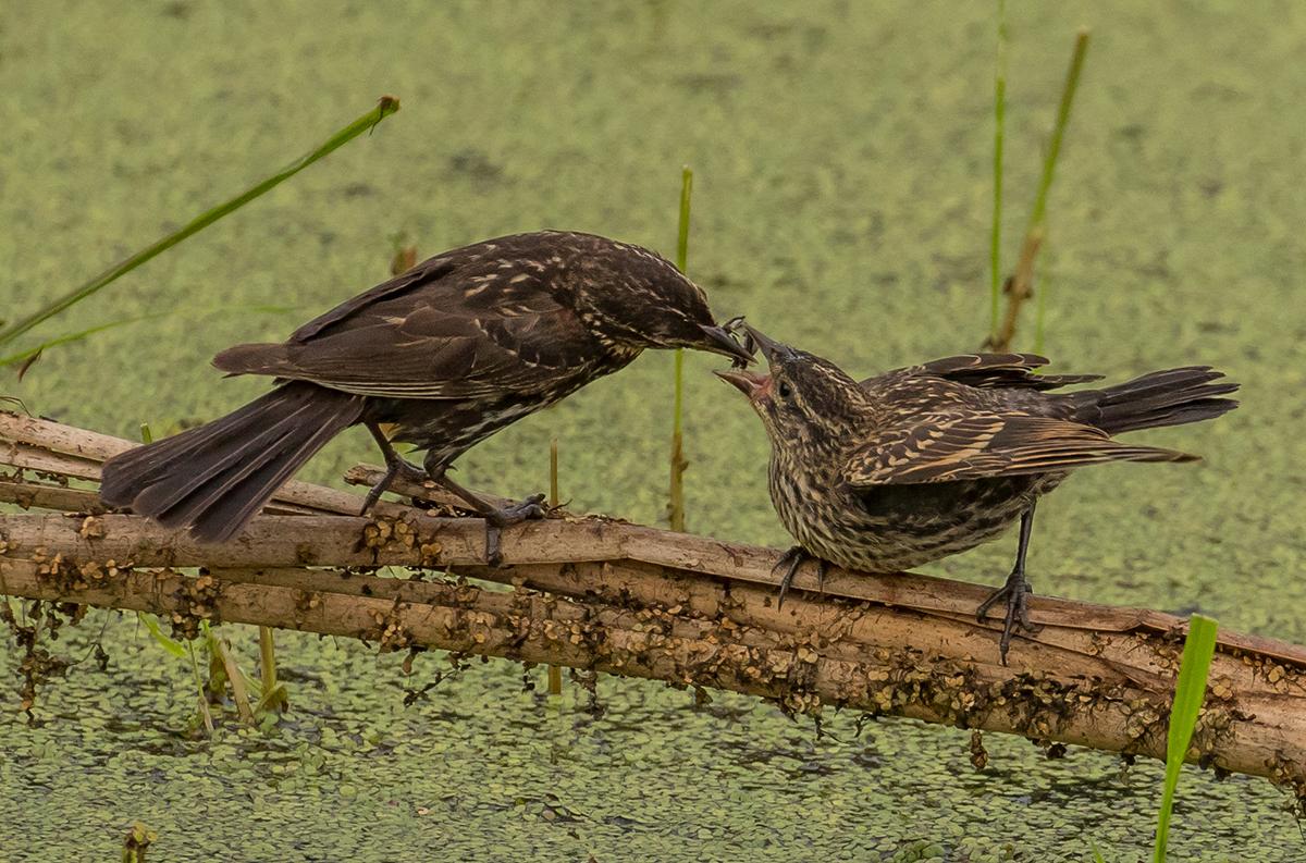 Competition entry: Morning Feeding