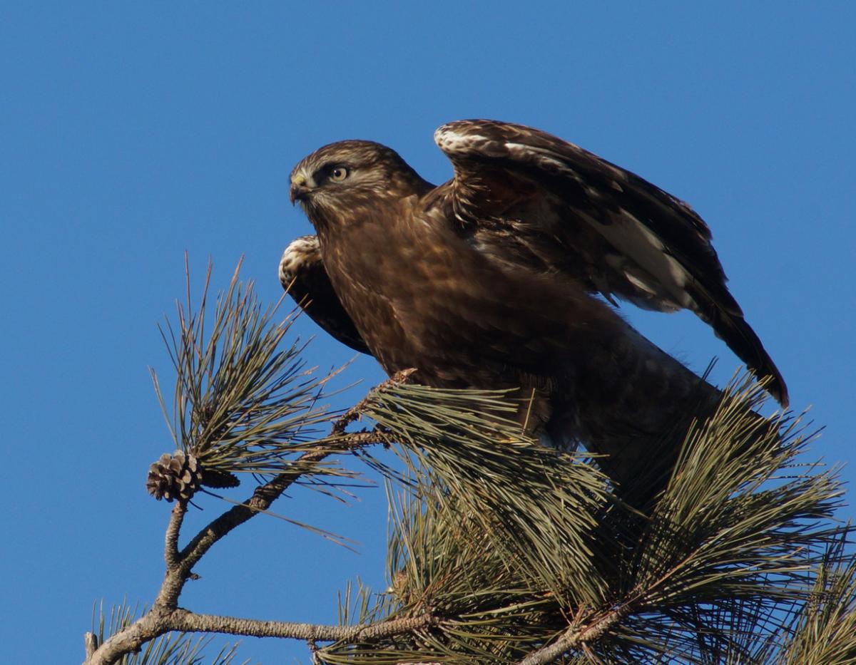 Rough-legged Hawk