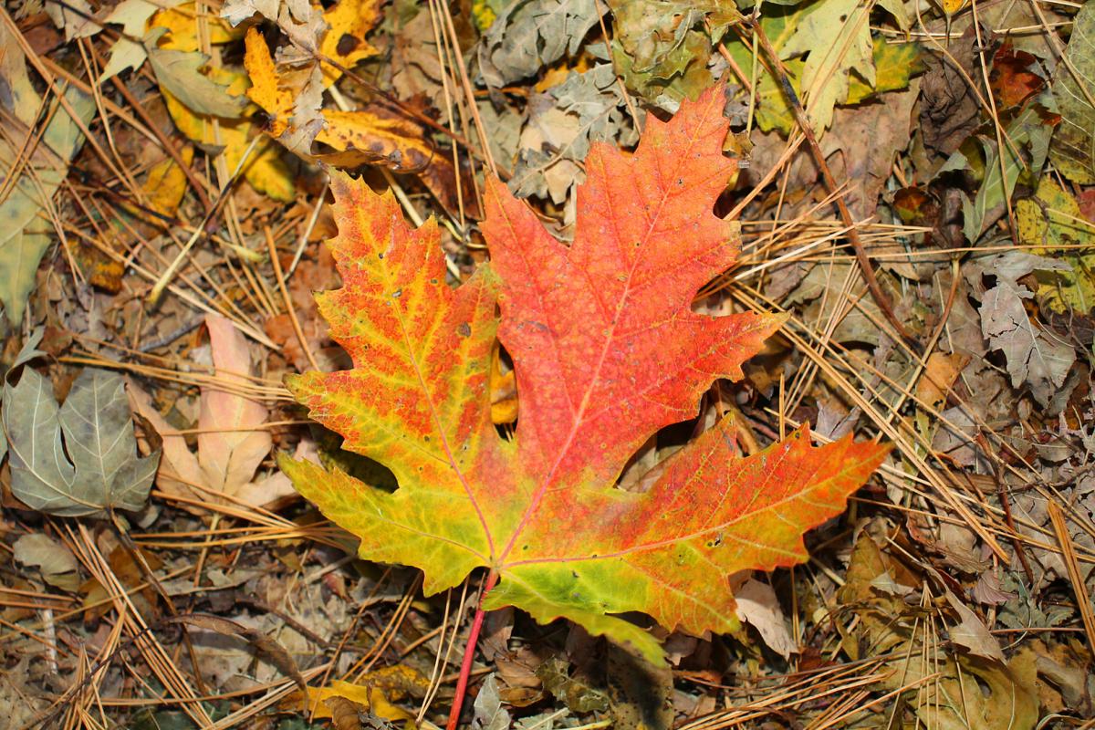 Competition entry: Tricolored Leaf