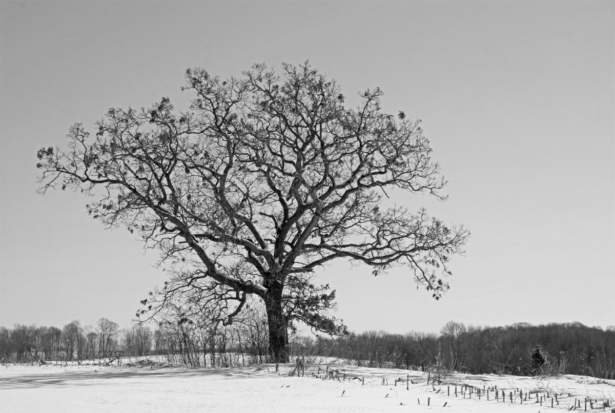 Competition entry: Winter Tree