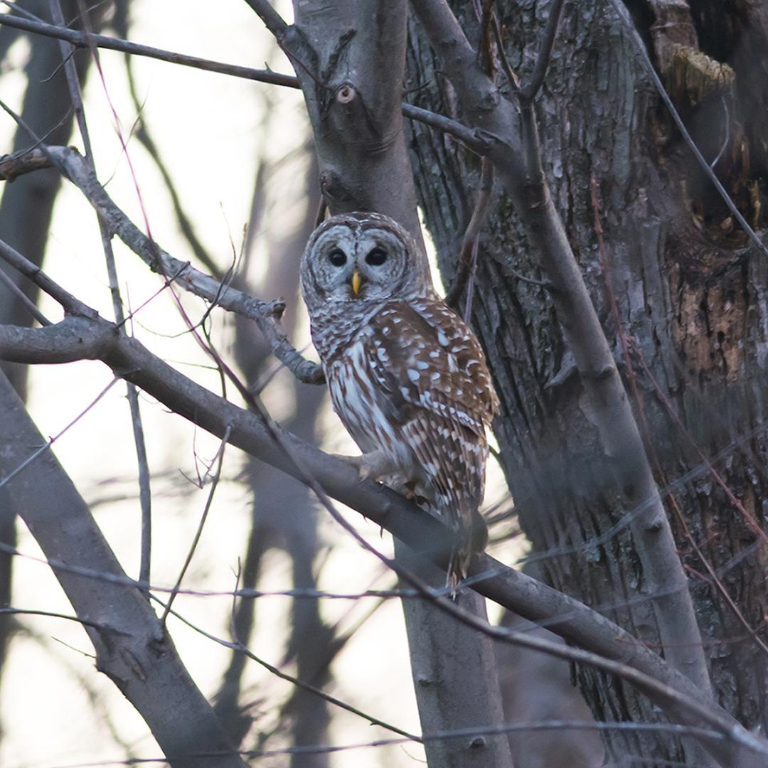 Competition entry: Barred Owl