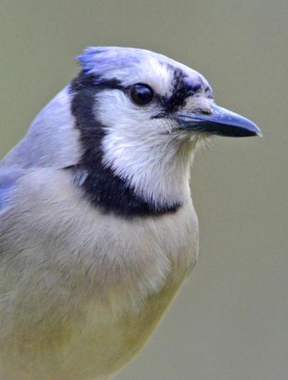 Competition entry: Blue Jay