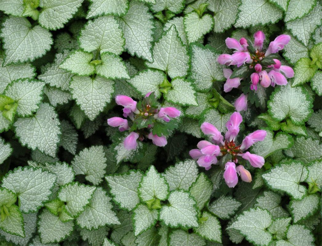 Competition entry: Pink groundcover