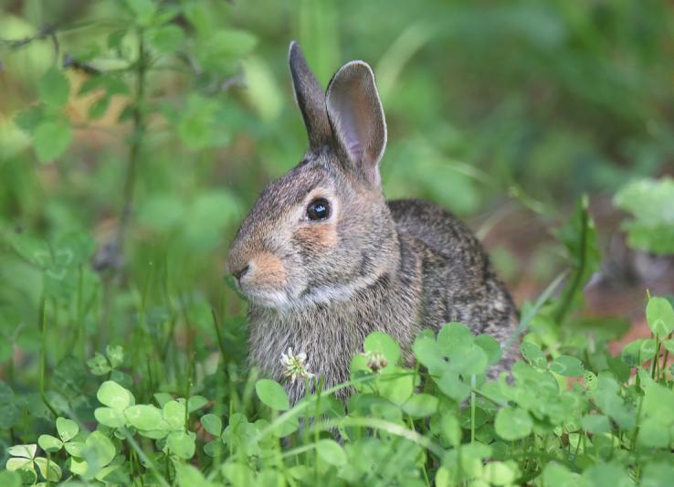 Competition entry: Scared Rabbit