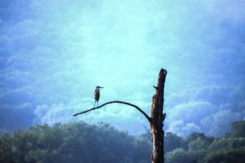 Heron in early morning fog along the Grand Crossing Trail, LaCrosse Marsh