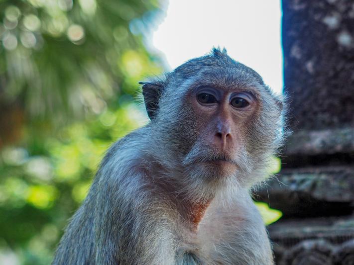 Monkey portrait