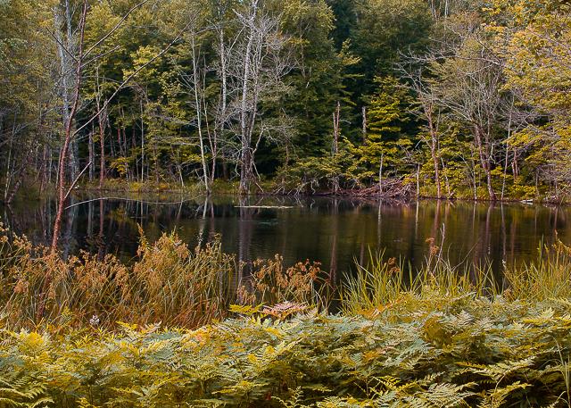 Competition entry: Moose Lake Road Pond