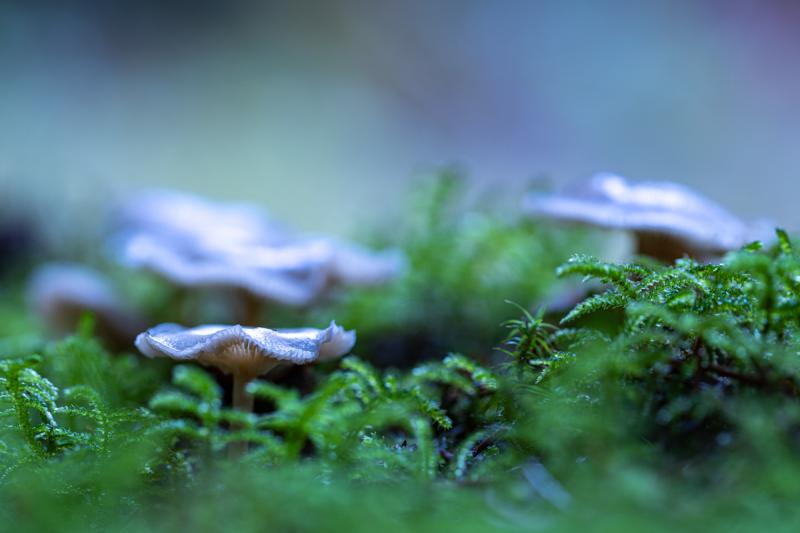 Competition entry: Mushrooms, Black Forest