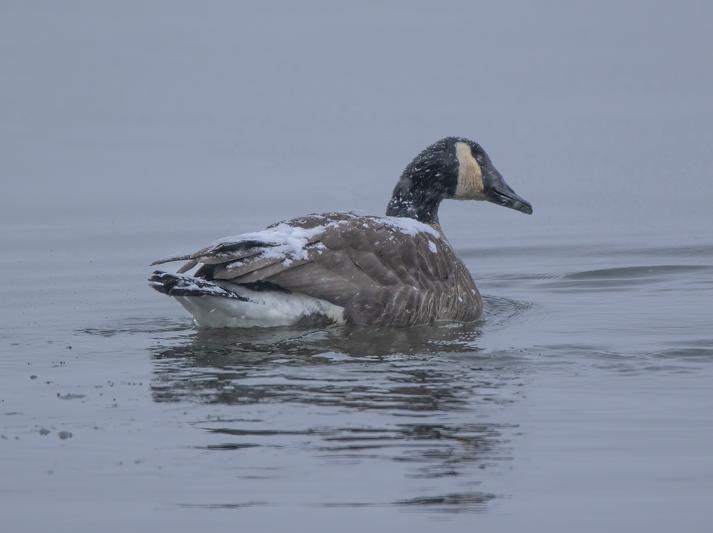 Competition entry: Canadian in a Snowstorm