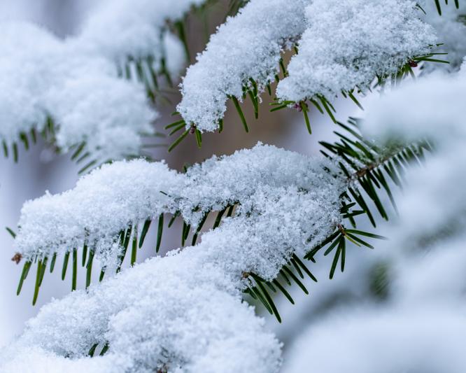 Competition entry: Snow Covered Pines