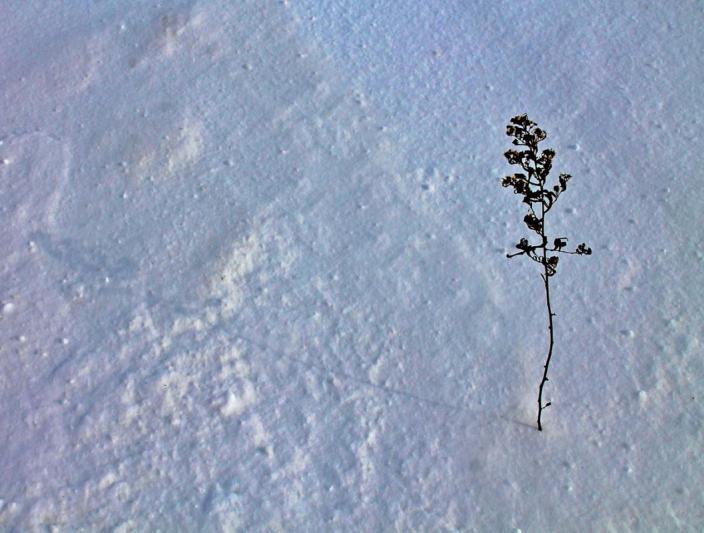 Competition entry: Weed in snow