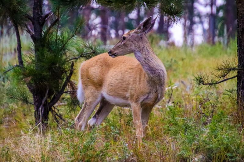 Competition entry: Spring Doe in the Black Hills