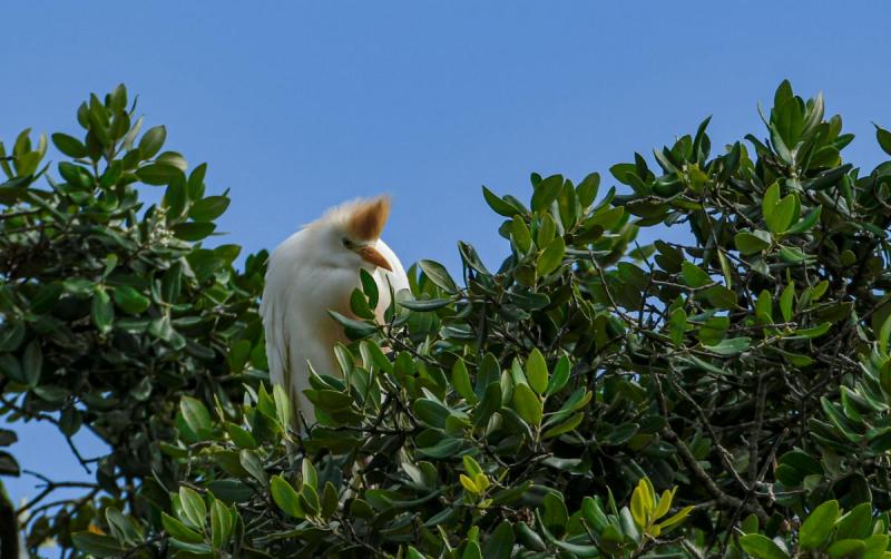 Competition entry: Crowned Bird, South Africa