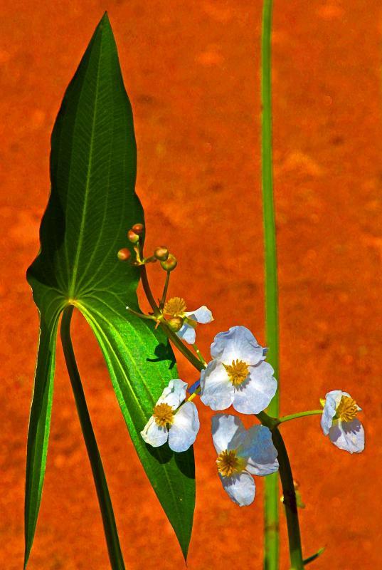 Competition entry: Arrow Head Blossom