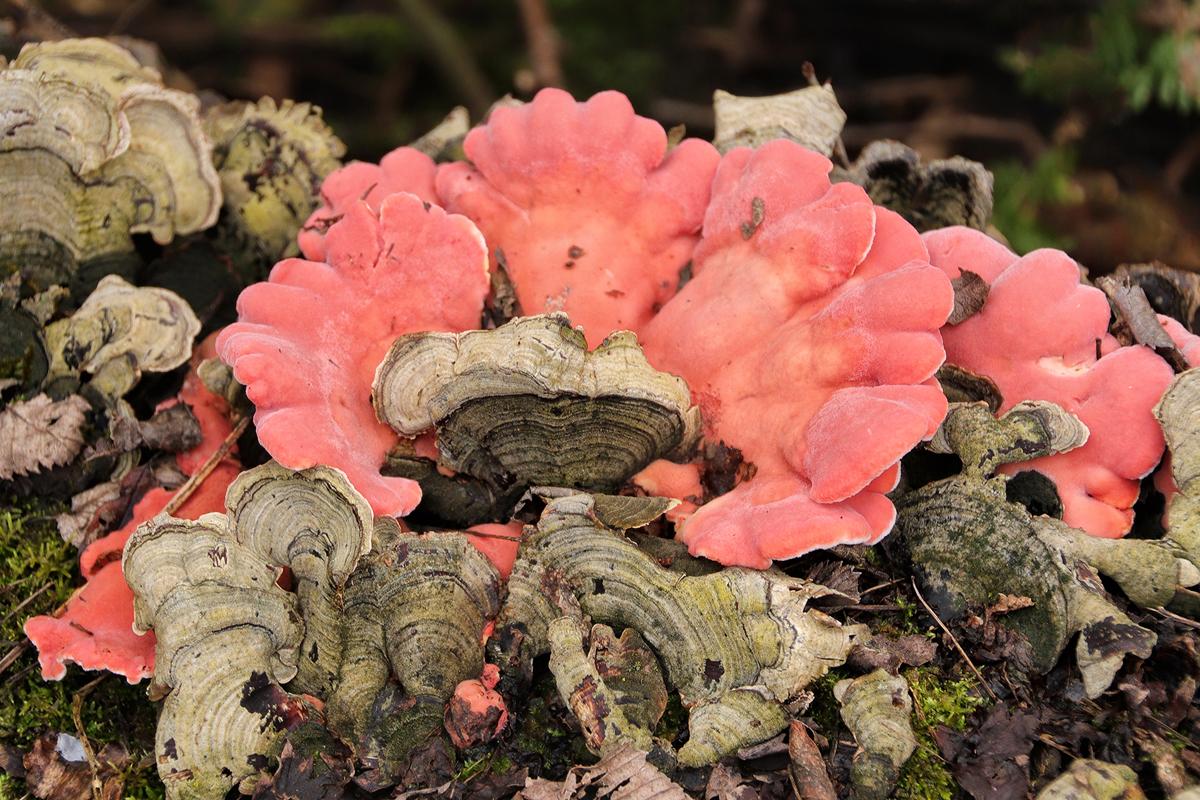 Competition entry: Fall Fungi